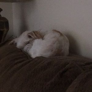 Meet your Posher, Frances